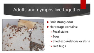 Adults and nymphs live together
 Emit strong odor
 Harborage contains:
Fecal stains
Eggs
Shed exoskeletons or skins
Live bugs
Photo:A.Taisey
 