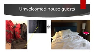 Unwelcomed house guests
Photo:JimKalisch
 