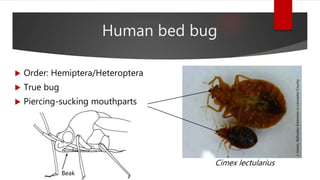 J.Green,NebraskaExtensioninLancasterCounty
Human bed bug
 Order: Hemiptera/Heteroptera
 True bug
 Piercing-sucking mouthparts
Cimex lectularius
Beak
 
