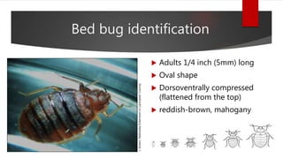Bed bug identification
 Adults 1/4 inch (5mm) long
 Oval shape
 Dorsoventrally compressed
(flattened from the top)
 reddish-brown, mahogany
J.Green,NebraskaExtensioninLancasterCounty
 