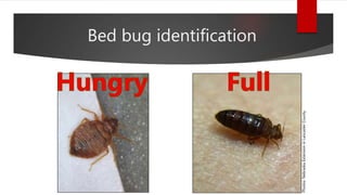 Photos:NebraskaExtensioninLancasterCounty
Bed bug identification
 