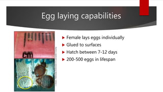 Egg laying capabilities
 Female lays eggs individually
 Glued to surfaces
 Hatch between 7-12 days
 200-500 eggs in lifespan
J.Green,NebraskaExtensioninLancasterCounty
 