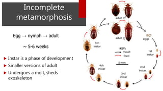 Incomplete
metamorphosis
Egg → nymph → adult
~ 5-6 weeks
 Instar is a phase of development
 Smaller versions of adult
 Undergoes a molt, sheds
exoskeleton
 