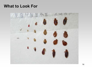 What to Look For




                   14
 