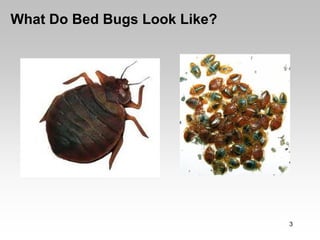 What Do Bed Bugs Look Like?




                              3
 