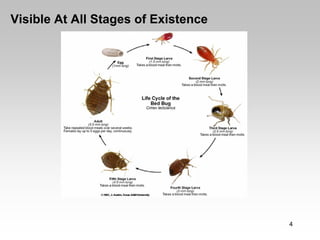 Visible At All Stages of Existence




                                     4
 