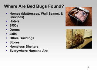 Where Are Bed Bugs Found?
  Homes (Mattresses, Wall Seams, &
  Crevices)
  Hotels
  SROs
  Dorms
  Jails
  Office Buildings
  Stores
  Homeless Shelters
  Everywhere Humans Are




                                     6
 