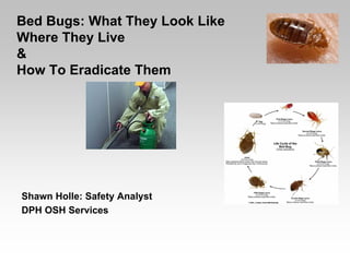 Bed Bugs: What They Look Like
Where They Live
&
How To Eradicate Them




Shawn Holle: Safety Analyst
DPH OSH Services
 