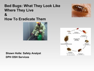 Bed Bug Ecology