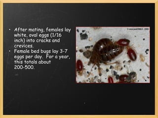 After mating, females lay white, oval eggs (1/16 inch) into cracks and crevices. Female bed bugs lay 3-7 eggs per day.  For a year, this totals about 200-500. 
