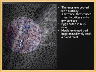 The eggs are coated with a sticky substance that causes them to adhere onto any surface Eggs hatch in 6-10 days Newly emerged bed bugs immediately seek a blood meal 