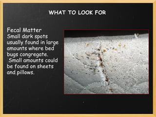 WHAT TO LOOK FOR Fecal Matter Small dark spots usually found in large amounts where bed bugs congregate.  Small amounts could be found on sheets and pillows. 