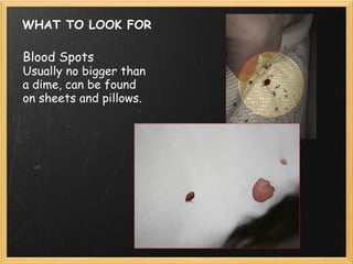 WHAT TO LOOK FOR Blood Spots Usually no bigger than a dime, can be found on sheets and pillows. 
