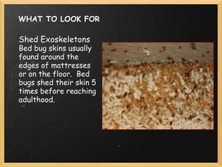 WHAT TO LOOK FOR Shed Exoskeletons Bed bug skins usually found around the edges of mattresses or on the floor.  Bed bugs shed their skin 5 times before reaching adulthood. 