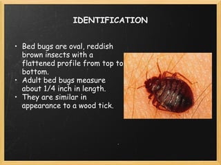 IDENTIFICATION Bed bugs are oval, reddish brown insects with a flattened profile from top to bottom. Adult bed bugs measure about 1/4 inch in length. They are similar in appearance to a wood tick. 