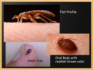 Flat Profile Oval Body with reddish brown color. Small Size 