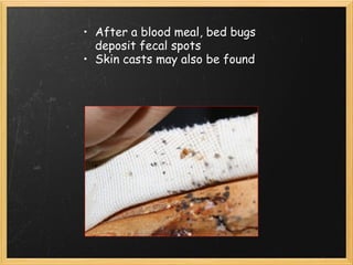 After a blood meal, bed bugs deposit fecal spots Skin casts may also be found 