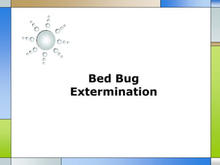 Bed Bug
Extermination
 