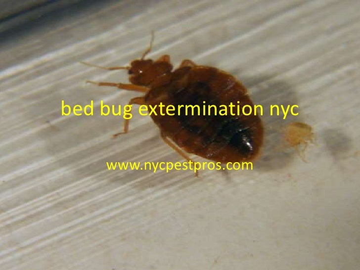 Bed bug extermination nyc ppt