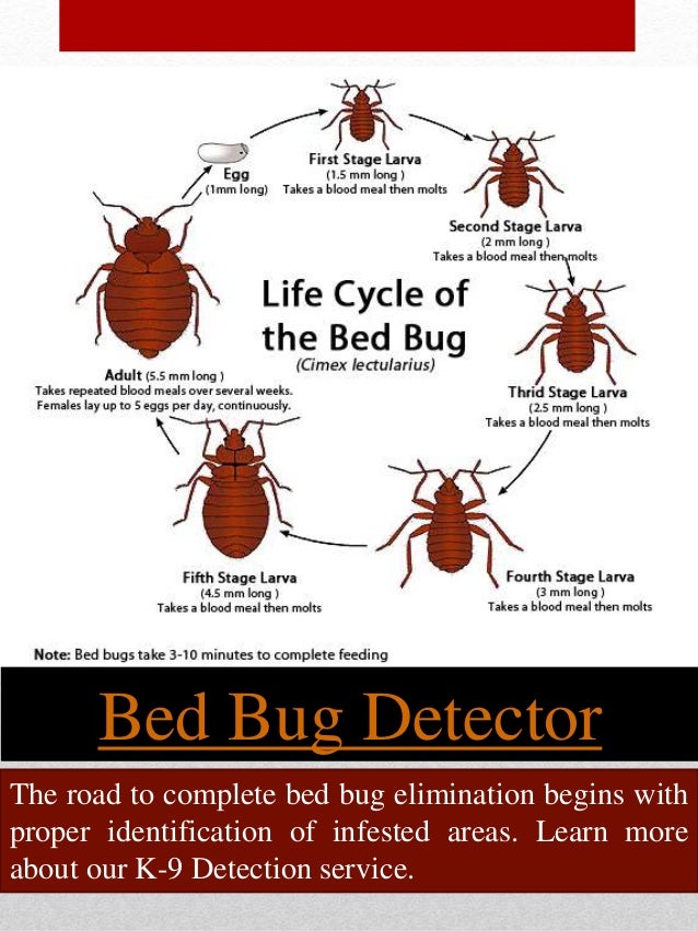 Bed bug exterminator dallas
