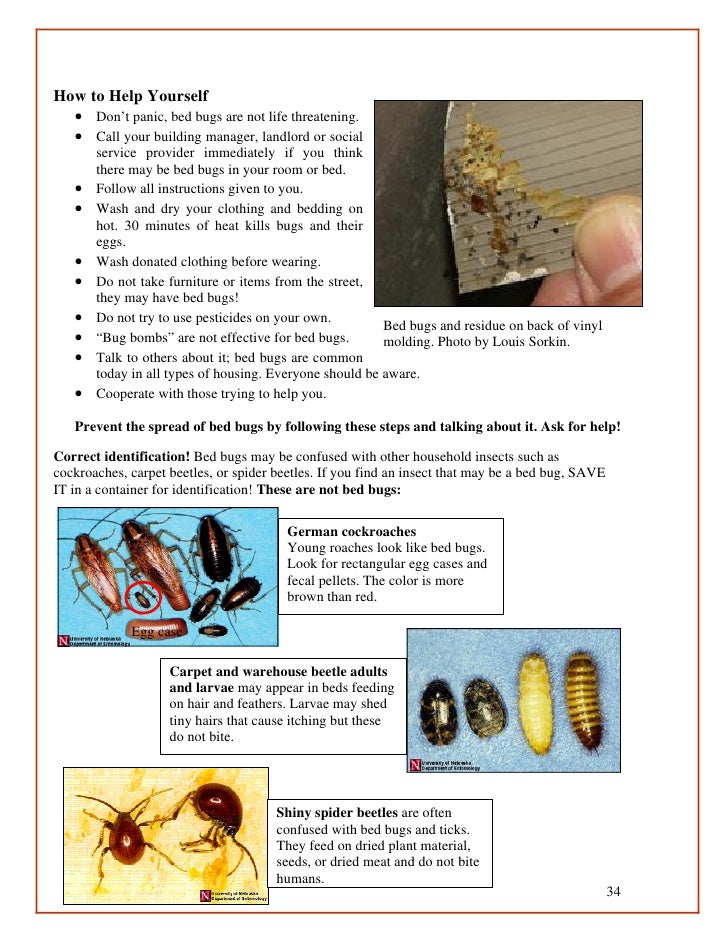 Bed bug guidelines for shelters and group living facilities