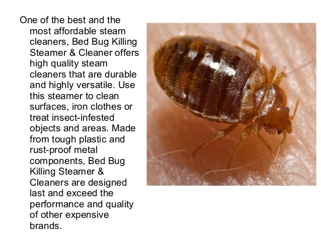 bed bug steamer home depot