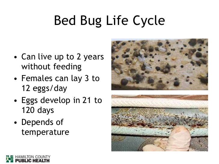 how long can bed bugs live without a host how long can bed bugs live without feeding how long can how long can bed bugs live without a host how long can bed bugs live without feeding how long can