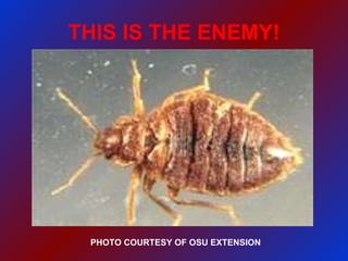 THIS IS THE ENEMY! PHOTO COURTESY OF OSU EXTENSION 