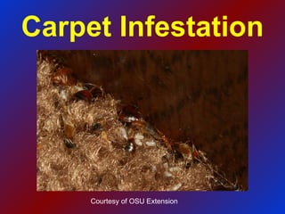 Carpet Infestation Courtesy of OSU Extension 