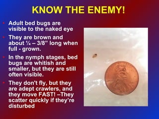 KNOW THE ENEMY! Adult bed bugs are visible to the naked eye They are brown and about ¼ – 3/8” long when full - grown. In the nymph stages, bed bugs are whitish and smaller, but they are still often visible. They don't fly, but they are adept crawlers, and they move FAST! –They scatter quickly if they’re disturbed 