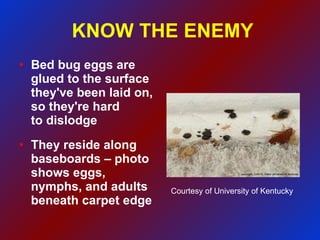 KNOW THE ENEMY Bed bug eggs are glued to the surface they've been laid on, so they're hard  to dislodge They reside along baseboards – photo shows eggs, nymphs, and adults beneath carpet edge Courtesy of University of Kentucky 