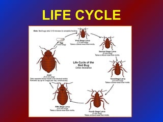 LIFE CYCLE 