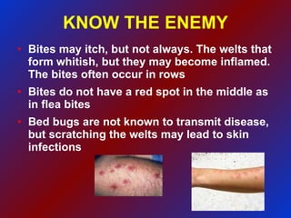 KNOW THE ENEMY Bites may itch, but not always. The welts that form whitish, but they may become inflamed. The bites often occur in rows Bites do not have a red spot in the middle as in flea bites Bed bugs are not known to transmit disease, but scratching the welts may lead to skin infections 