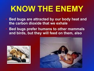 KNOW THE ENEMY Bed bugs are attracted by our body heat and the carbon dioxide that we exhale Bed bugs prefer humans to other mammals and birds, but they will feed on them, also 