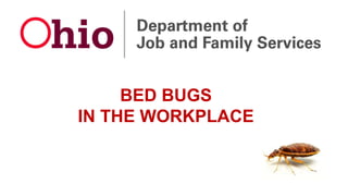 BED BUGS
IN THE WORKPLACE
 