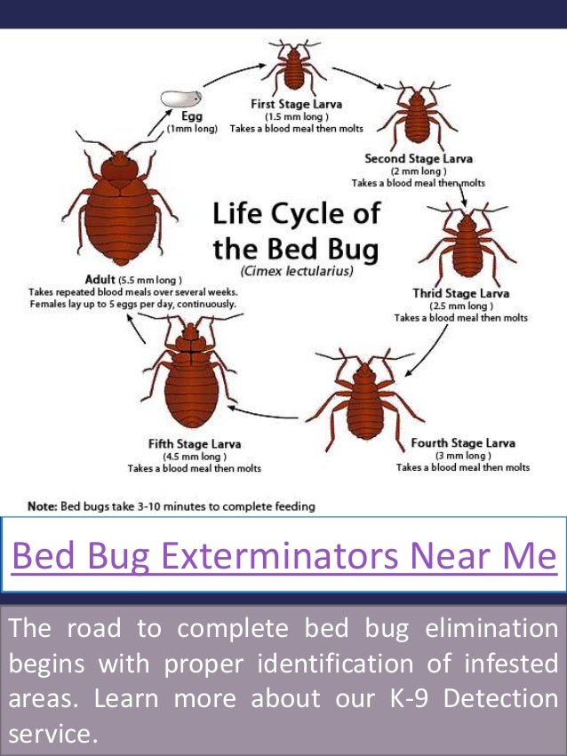 Bed bug removal near me