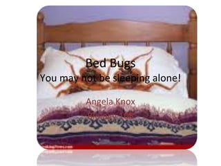 Bed Bugs You may not be sleeping alone! Angela Knox Biology 108 