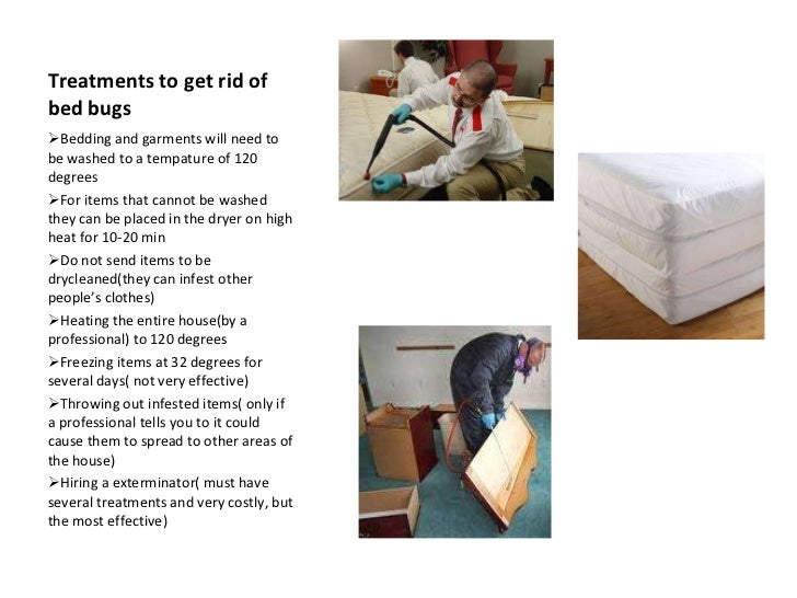 Bed bugs