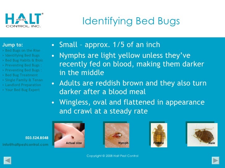 Bed Bugs