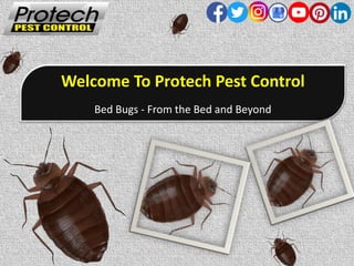 Welcome To Protech Pest Control
Bed Bugs - From the Bed and Beyond
 
