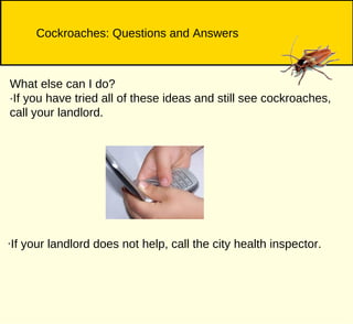 Cockroach Riddles Bedbugs and Cockroaches | PPT