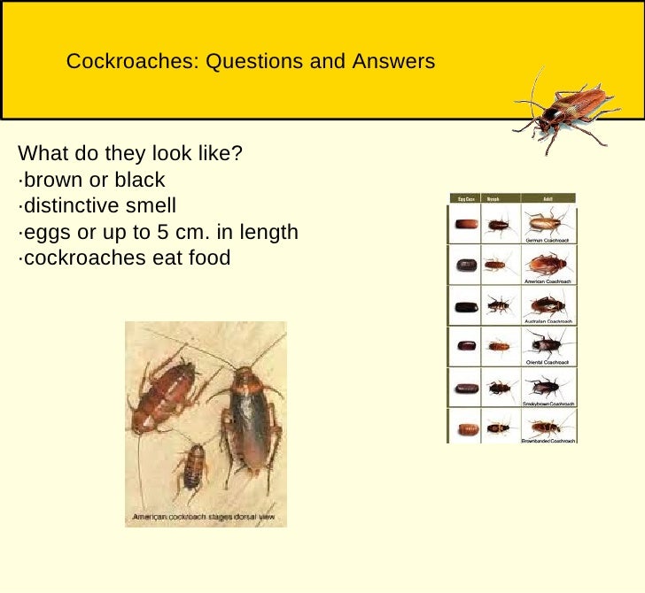 cockroach allergy