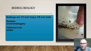 BEDBUG BIOLOGY
Bedbugs are 1/5 inch long a 1/8 inch wide
Reddish
brown/mahogany
Flattened oval
shape
 