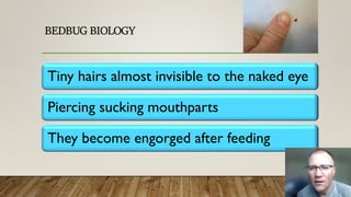 BEDBUG BIOLOGY
Tiny hairs almost invisible to the naked eye
Piercing sucking mouthparts
They become engorged after feeding
 