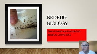 BEDBUG
BIOLOGY
THIS ISWHAT AN ENGORGED
BEDBUG LOOKS LIKE
 