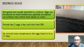 BEDBUG EGGS
Elongated and usually attached to surfaces. Eggs can
be placed on hosts bodies but, typically are placed
on surfaces near where host sleeps or nests
Female lays 2 eggs a day until she’s laid 200
At normal room temperature the eggs hatch in 6 to
17 days
 