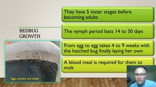 BEDBUG
GROWTH
They have 5 instar stages before
becoming adults
The nymph period lasts 14 to 30 days
From egg to egg takes 4 to 9 weeks with
the hatched bug finally laying her own
A blood meal is required for them to
molt
Eggs, nymphs and adults
 