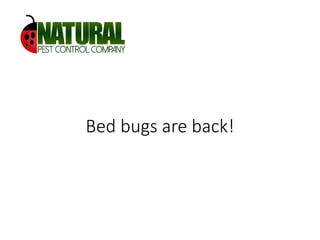 Bed bugs are back!
 