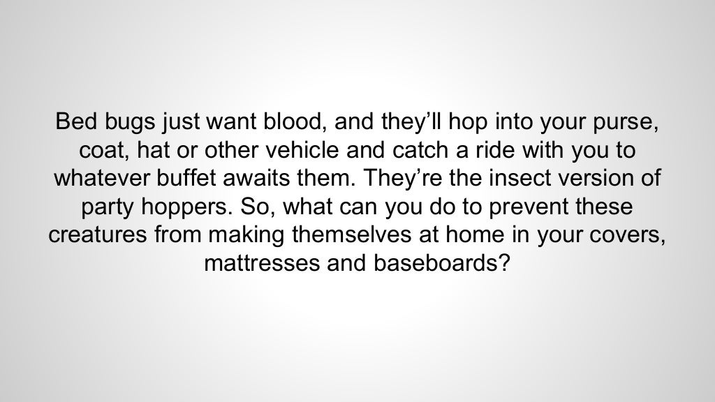 Bed Bugs Everything you need to know