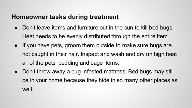 Bed Bugs: Everything you need to know